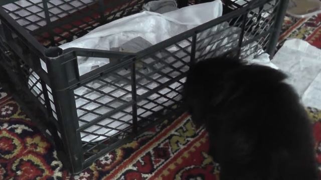 Черный щенок пекинеса играется и прыгает смотреть онлайн
