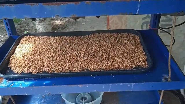 Гидропонный ком для животных, гидропонная установка, зелёный корм. смотреть онлайн