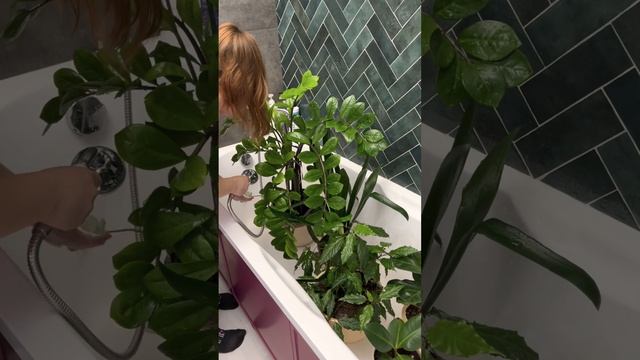 Горячий душ для комнатных растений ? смотреть онлайн