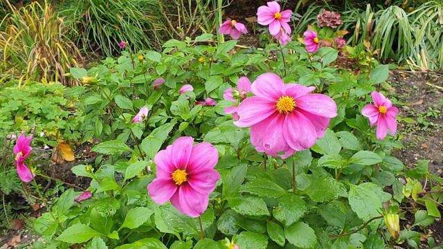 Dahlias - Three varieties collection смотреть онлайн