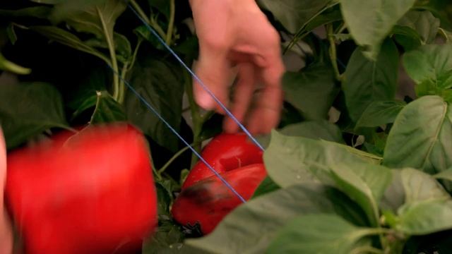 Самый Точный Прогноз Для Посева Сладкого Перца На Рассаду 2022 / Лунный Календарь 2022