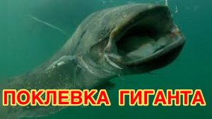 ВОТ ЭТО СОМ! Трофейная рыбалка на Сома в 100кг