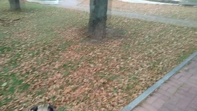 Фешуй-Федот/ 3 years old/ pug Bennie смотреть онлайн