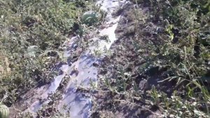 выращивание арбузов под пленкой собираем урожай.. 2018-2017