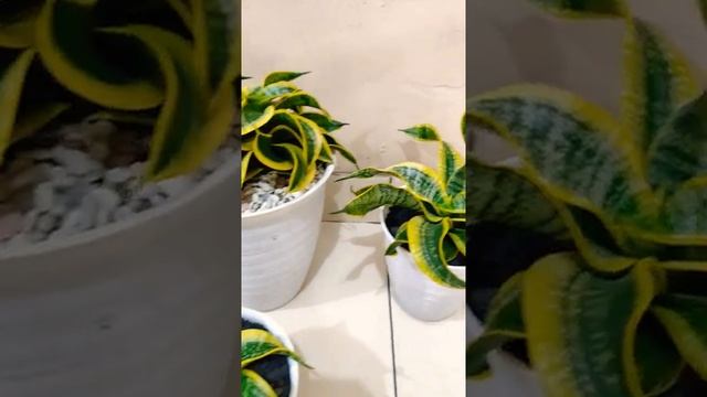 SANSEVIERIA TWISTER TSUNAMI LANGKA !! #shorts #sansevieria #tsunami смотреть онлайн