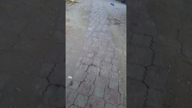 #родион Сергеевич #щетка #мотоблок #мотоблокнева смотреть онлайн