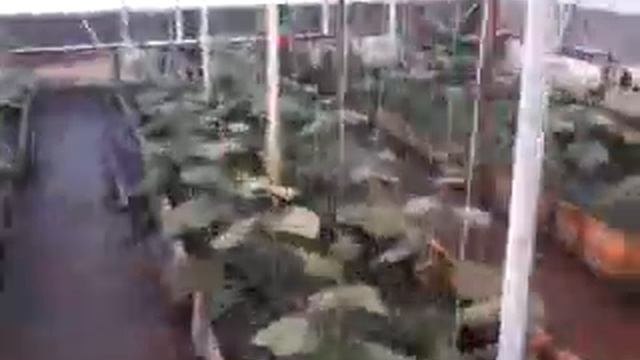 1 марта цветение огурцов смотреть онлайн
