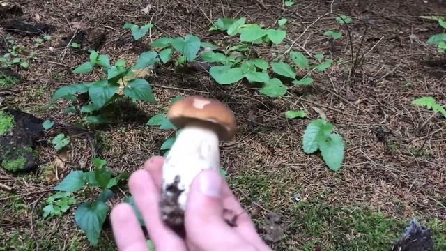 Грибной лес снова порадовал! Белые грибы растут в еловом лесу! смотреть онлайн