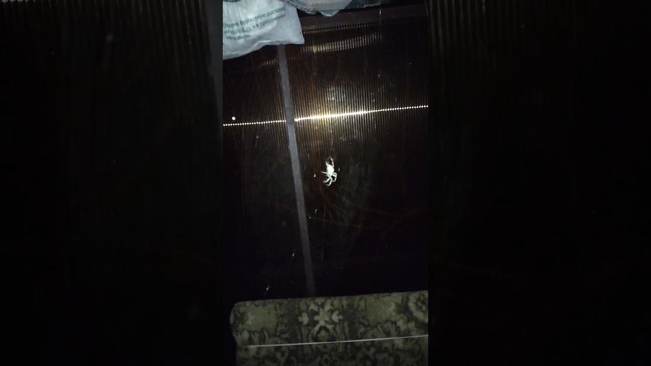 Когда пауки, например, защищают кошачью столовую от мух #кошка #подворье #бродячийкот #паук #cat