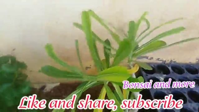 How to plant a ADENIUM plant from pot to land in easiest way to do it....!!! #Adenium #adenium_bons смотреть онлайн