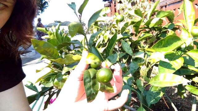 Как растут мандарины. Пицунда Абхазия смотреть онлайн