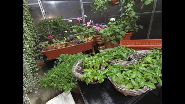 КАТАРАНТУС ПОДГОТОВКА К ЗИМОВКЕ! ПЕРЕСАДКА МАТОЧНОГО КУСТИКА. ОСЕННЕЕ ЧЕРЕНКОВАНИЕ ДЛЯ СОХРАНЕНИЯ. смотреть онлайн