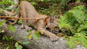 Пума Месси на экскурсии! Puma Messi went on an excursion!