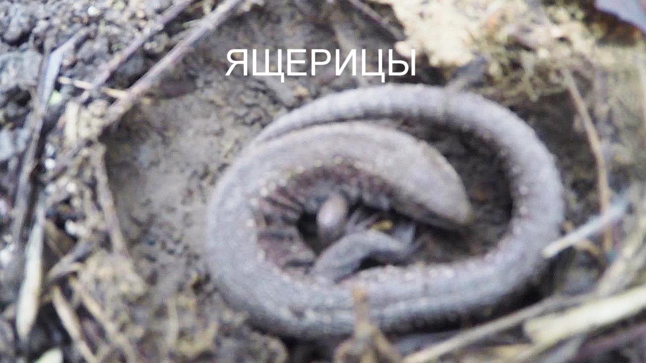 Где зимуют ящерицы. смотреть онлайн