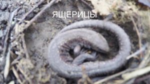 Где зимуют ящерицы.