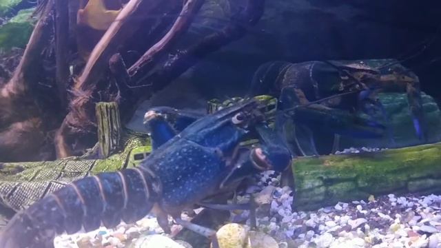 Семейные разборки у раков в аквариуме смотреть онлайн