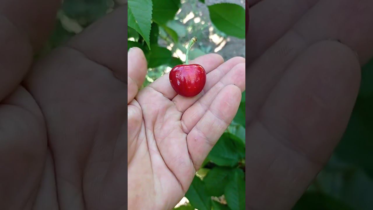 черешня сорта Алая смотреть онлайн