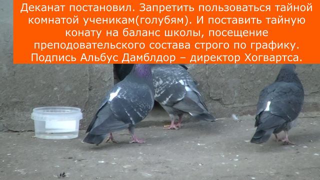 Гарри голубь и тайная комната. Записки ветврача орнитолога. смотреть онлайн