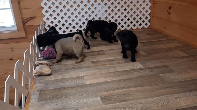 Twitter's blacks and Flow's fawn. смотреть онлайн
