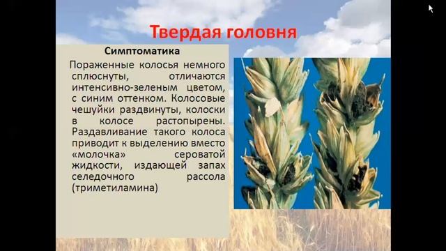 Видео лекция Болезни полевых культур3 смотреть онлайн