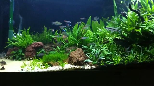 Planted Aquarium - Week 4 - Juwel Rio 240 (with close-ups) смотреть онлайн