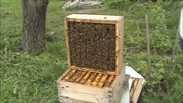 Видео №62. Альпийско - дадановский улей. Расширение гнезда пчелиной семьи . 5.05.2020 г. смотреть онлайн