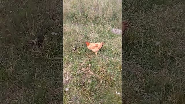 Курочка редбро смотреть онлайн