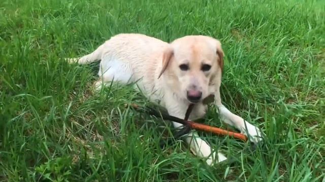 Вышли на прогулку с лабрадором после дождя. Бетти тащит большую палку. Играем а перетягивания смотреть онлайн