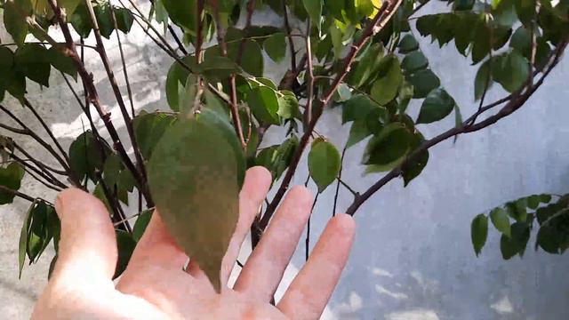 🟠CARAMBOLA la famosa FRUTA ESTRELLA-FRUTAL TROPICAL en MACETA (STAR FRUIT) (FRUIT TREE)🍎⭐ (2022) смотреть онлайн