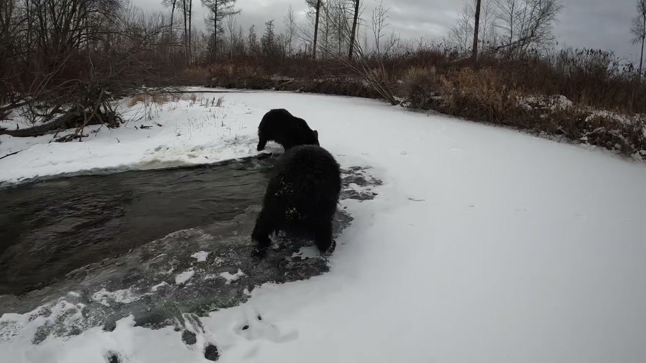 Медведи и полынья. смотреть онлайн