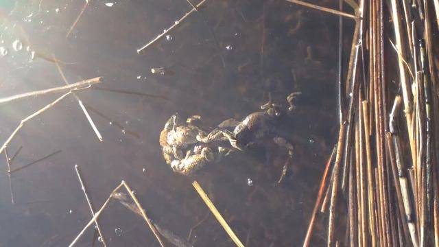 Спаривание лягух /Mating frogs смотреть онлайн