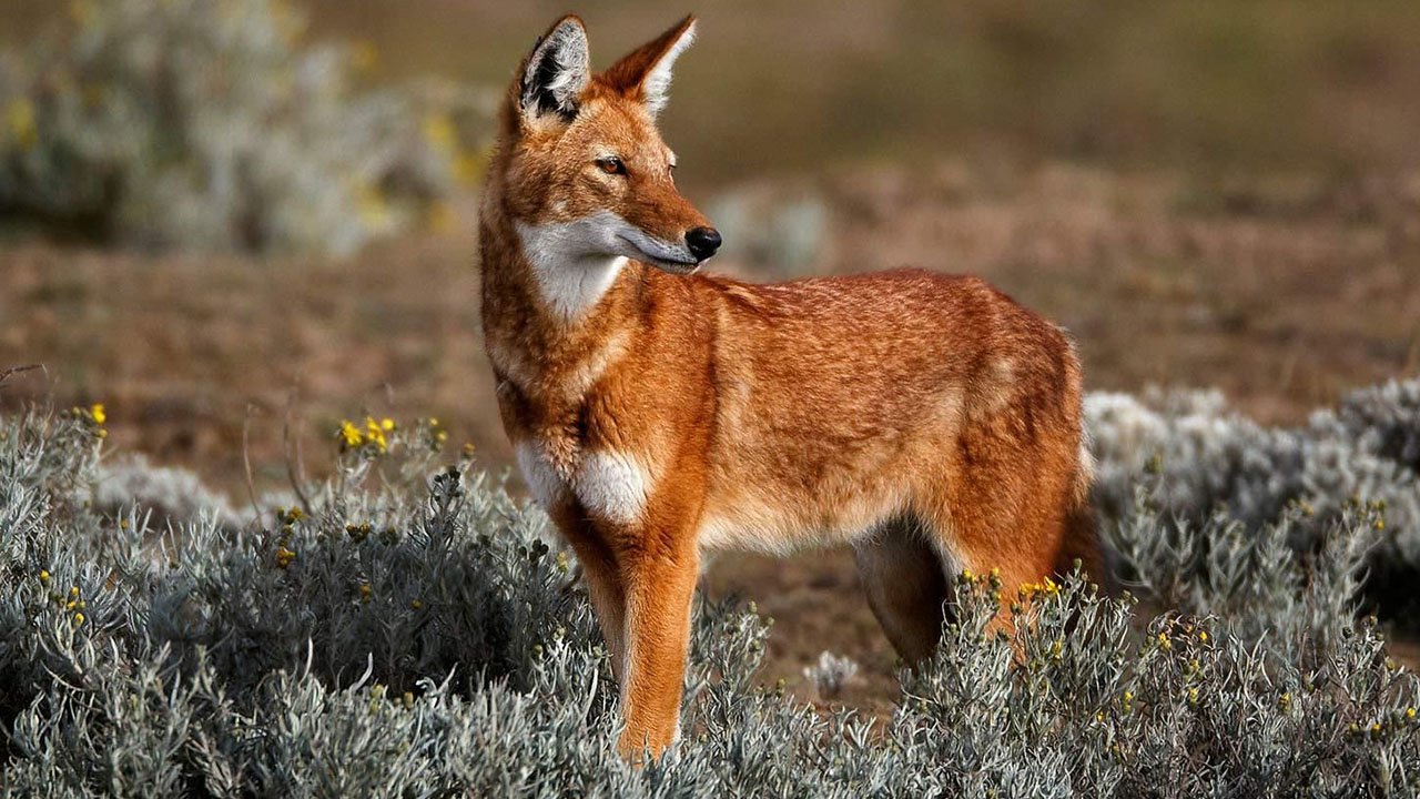 Эфиопский волк - самый редкий хищник! Волк с повадками лисы: интересные факты. смотреть онлайн