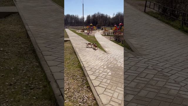 Хорошая прогулка /ч.5 смотреть онлайн