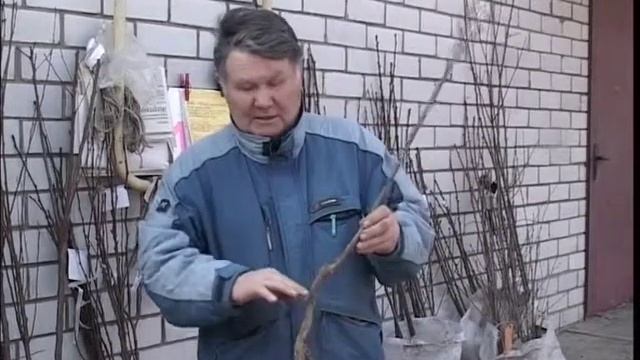 Валерий Панов: Какова глубина посадки саженцев?