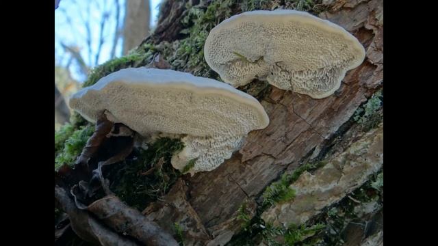 Trametes suaveolens смотреть онлайн