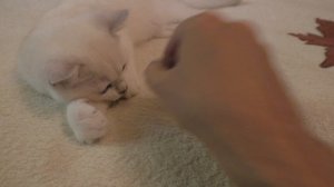 Игра в монетку с котенком Платошей
