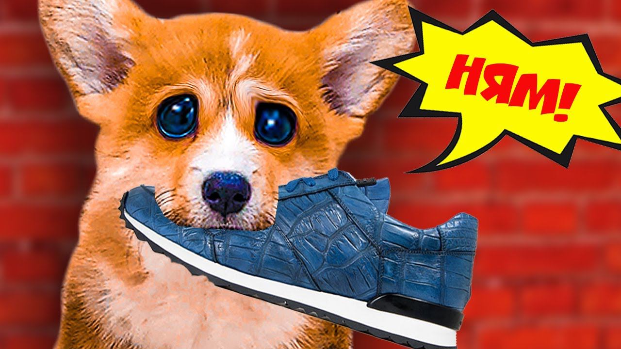 Корги СОЖРАЛ кроссы за $5000!! (Корги Коржик) Говорящая собака смотреть онлайн