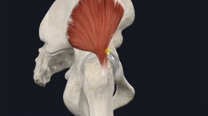 Малая ягодичная мышца (m. gluteus minimus)