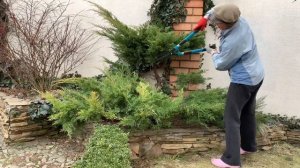 Как формировать можжевельник. Топиарная стрижка на примере можжевельника Голд Стар.