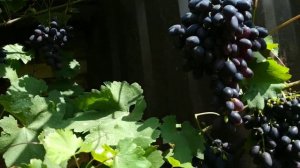 Кодрянка, ранний столовый сорт винограда