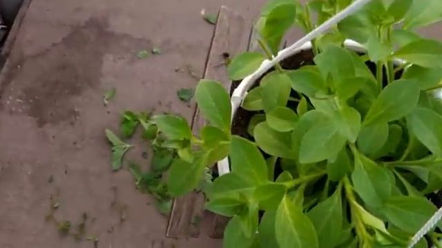 Мастер Класс по формировке,стрижке петунии: рамблин,оперы,вейв, калибрахоа,в кашпо, стакане,касете смотреть онлайн