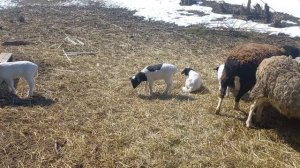 Резинки для купирования хвостов, ягнята кросс дорпер