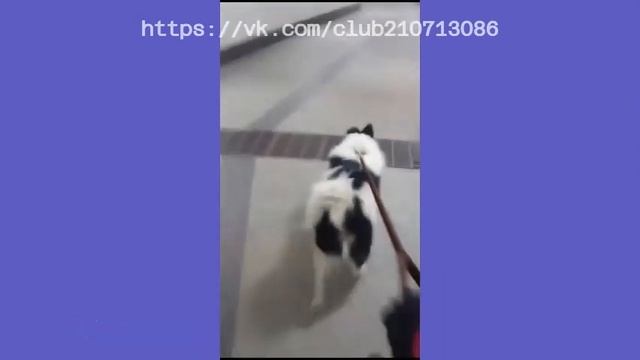 Привет от Шенка из дома из Москвы)) смотреть онлайн
