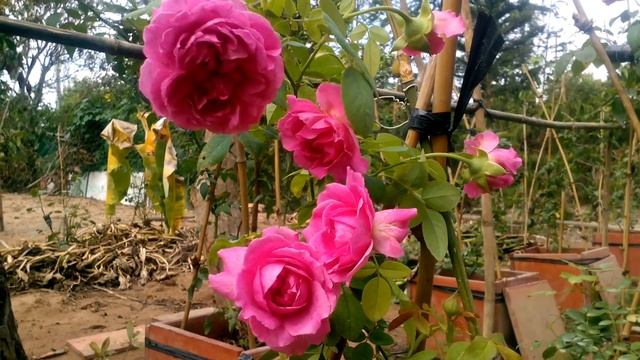William Shakespeare 2000 Rose (ngày 6/5/2016)