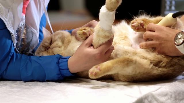 Соискатель - Как стать ветеринаром (Выпуск № 3) смотреть онлайн