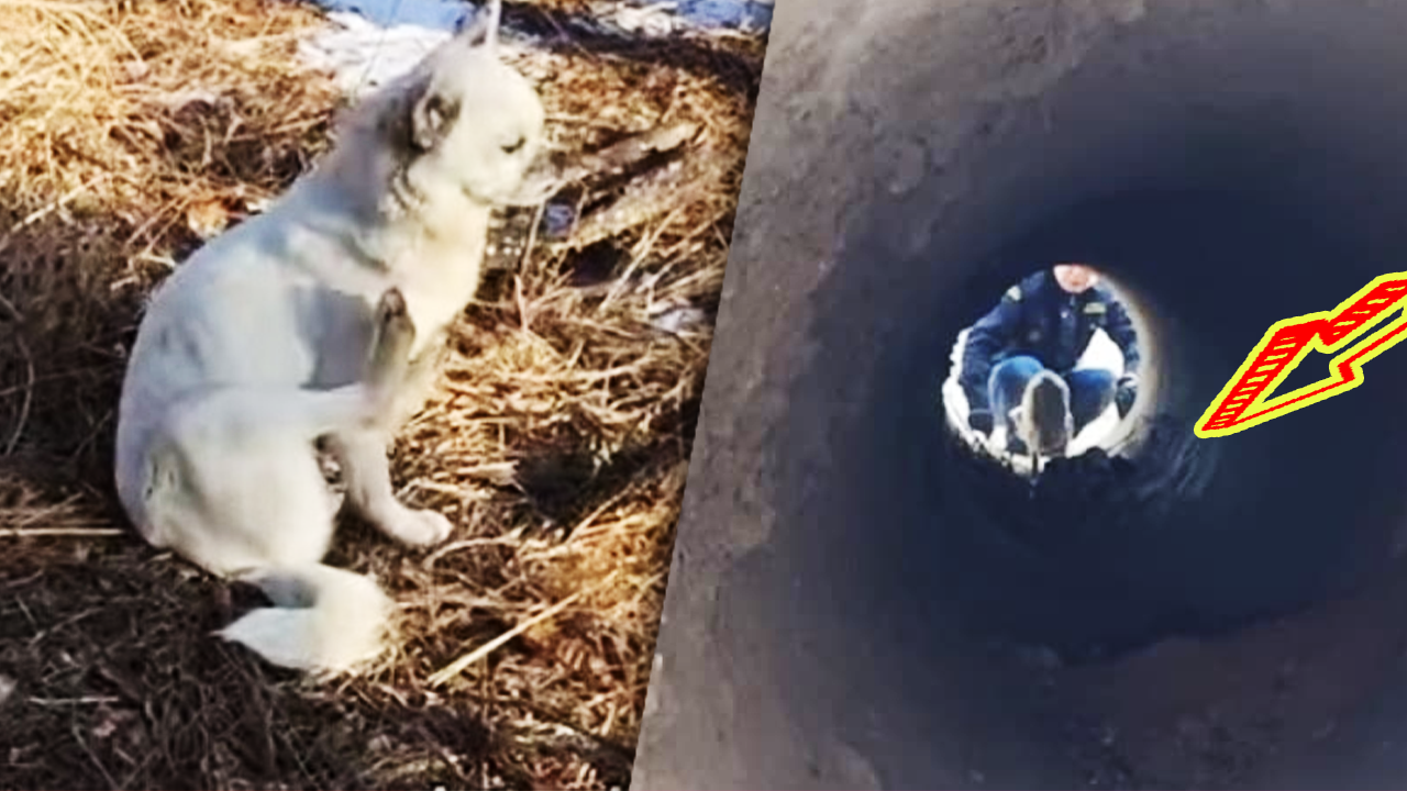 В сливной трубе лежали крохотные щенки. Вот только любящая мама-собака не подпускала к ним людей смотреть онлайн