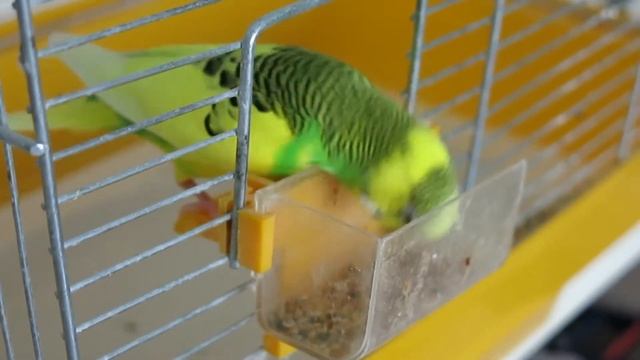 Что если голодному попугаю поставить кормушку? Попугайчик кушает / Budgerigar eats смотреть онлайн