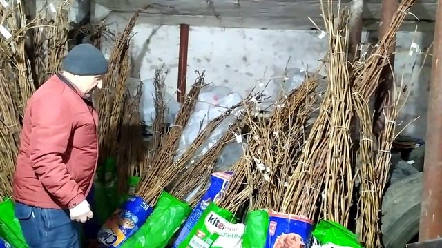 Так храним виноградную лозу до самой весны смотреть онлайн