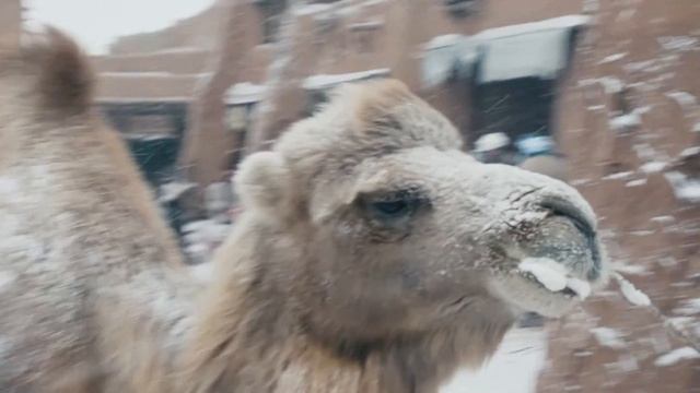 Трейлер к документально-художественному фильму "Ибн Фадлан" смотреть онлайн