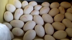 Недогрев или перегрев инкубационных яиц - к чему может привести? Нужно ли помогать цыплятам ?